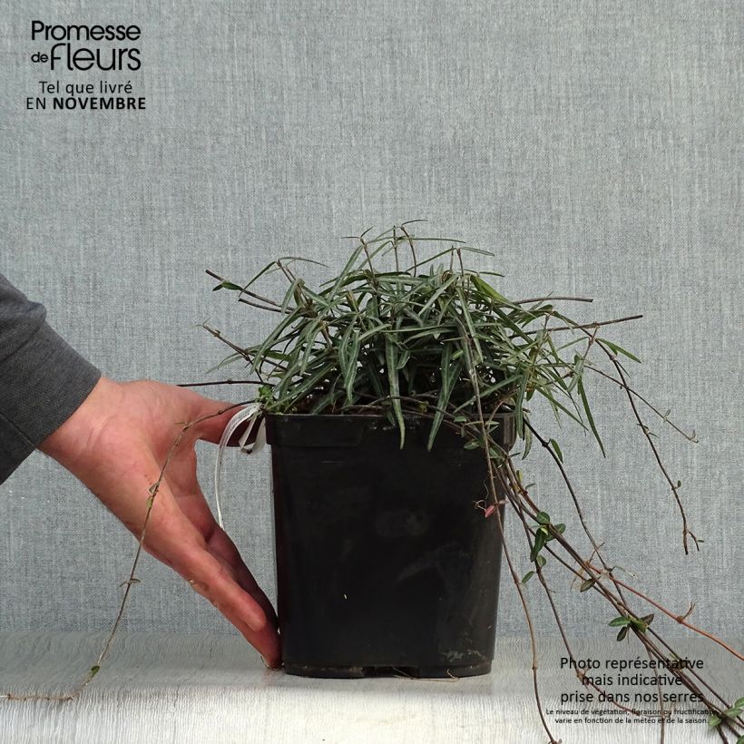 Spécimen de Trachelospermum asiaticum Theta - Jasmin étoilé Pot de 3L/4L tel que livré en automne