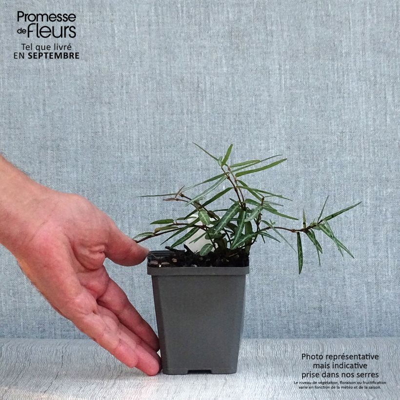 Spécimen de Trachelospermum asiaticum Theta - Jasmin étoilé Godet de 8/9 cm tel que livré en automne