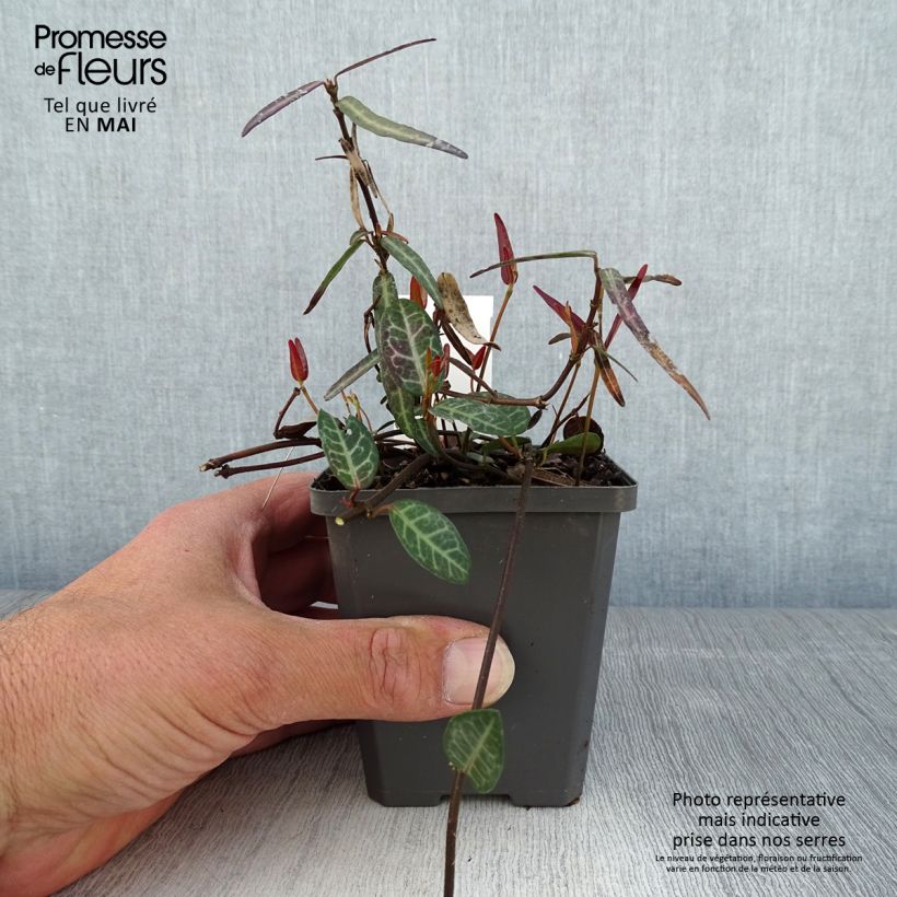 Spécimen de Trachelospermum asiaticum Theta - Jasmin étoilé en godet de 8/9cm tel que livré au printemps