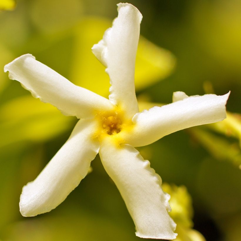 Trachelospermum asiaticum Chili & Vanilla - Faux-jasmin  (Floraison)