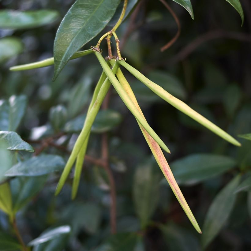 Trachelospermum asiaticum Chili & Vanilla - Faux-jasmin  (Récolte)