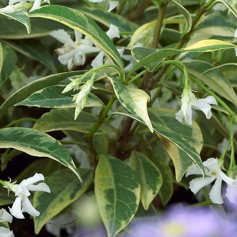 Trachelospermum jasminoides Sun Lover - Jasmin étoilé (Feuillage)