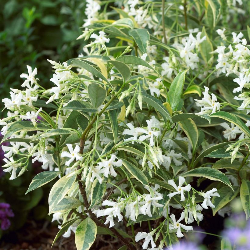 Trachelospermum jasminoides Sun Lover - Jasmin étoilé (Floraison)