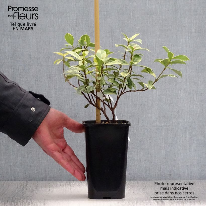 Spécimen de Trachelospermum jasminoides Sun Lover - Jasmin étoilé Pot de 1,5L/2L tel que livré au printemps