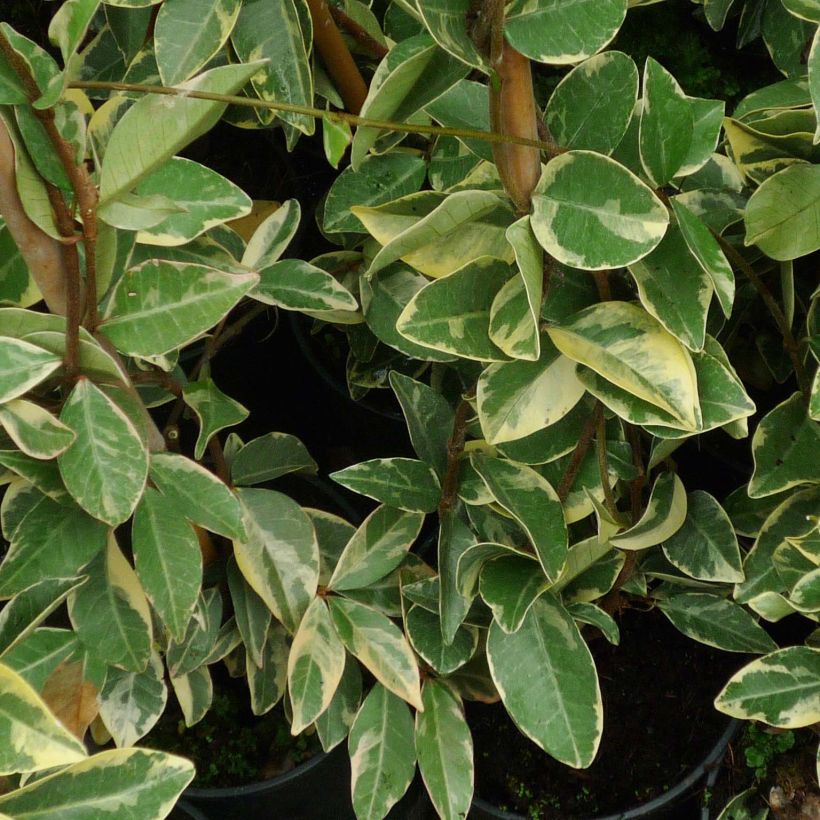 Trachelospermum jasminoides Variegatum - Jasmin étoilé (Feuillage)