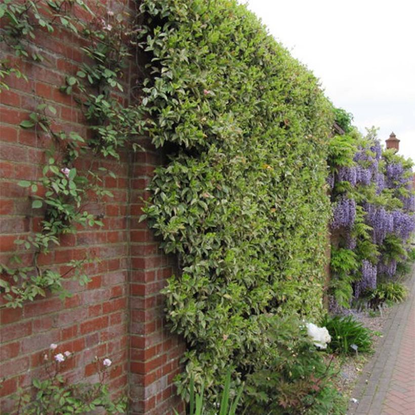 Trachelospermum jasminoides Variegatum - Jasmin étoilé (Port)