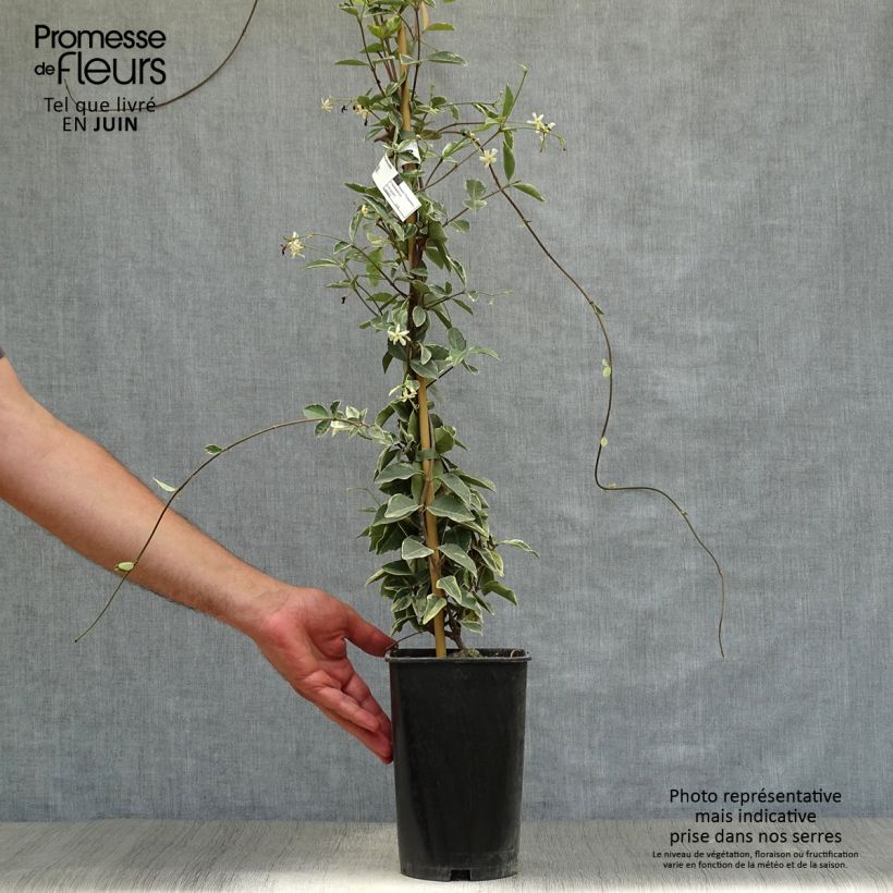 Spécimen de Trachelospermum jasminoides Variegatum - Jasmin étoilé Pot de 2L/3L tel que livré en été