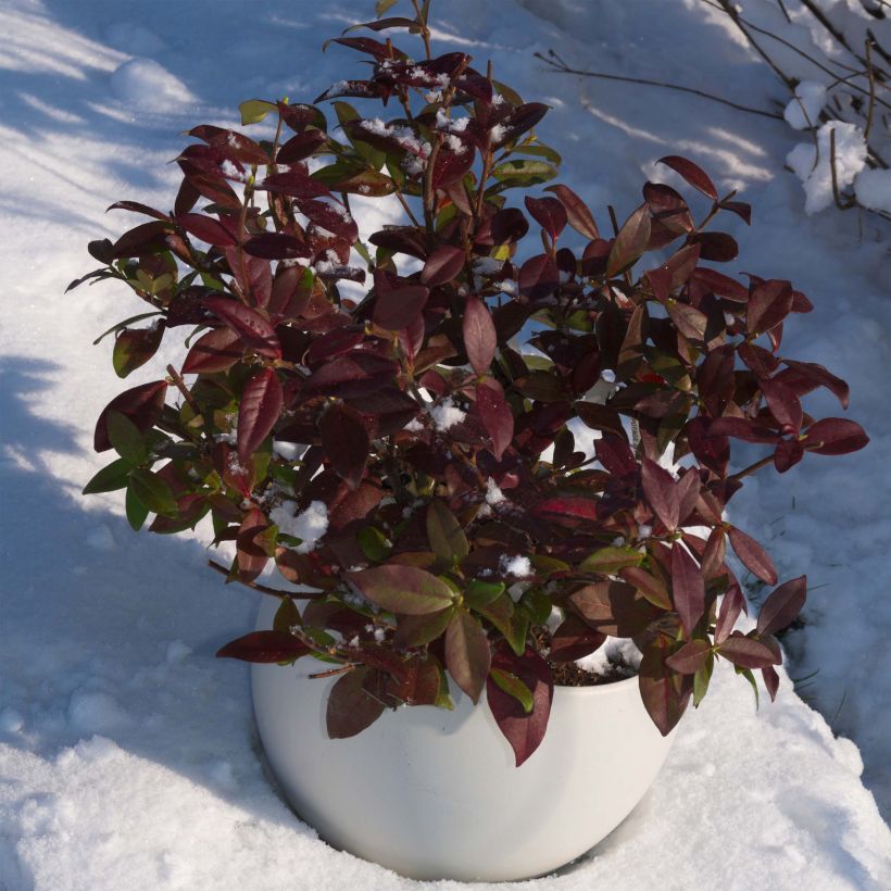Trachelospermum jasminoides Winter Ruby - Jasmin étoilé (Port)