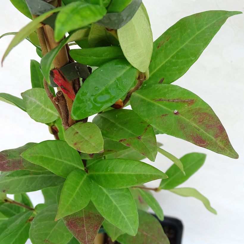Trachelospermum jasminoides Winter Ruby - Jasmin étoilé (Feuillage)