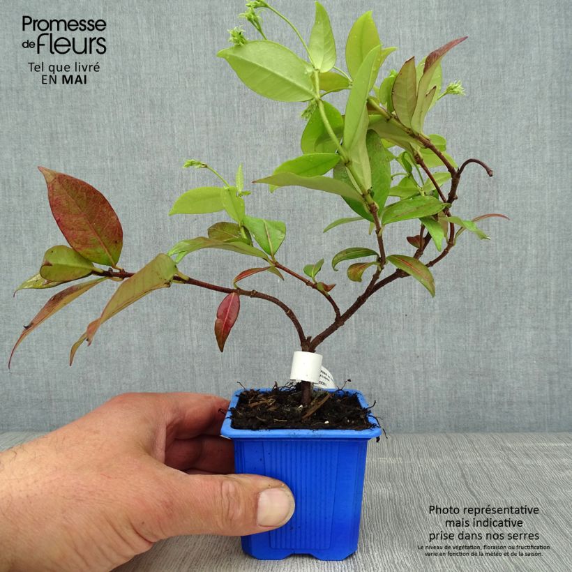 Spécimen de Trachelospermum jasminoides Winter Ruby - Jasmin étoilé - Godet de 8 cm tel que livré au printemps