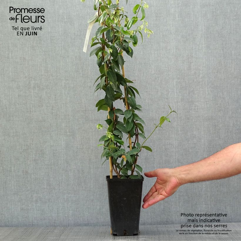 Spécimen de Trachelospermum jasminoides Winter Ruby - Jasmin étoilé Pot de 2L/3L tel que livré au printemps