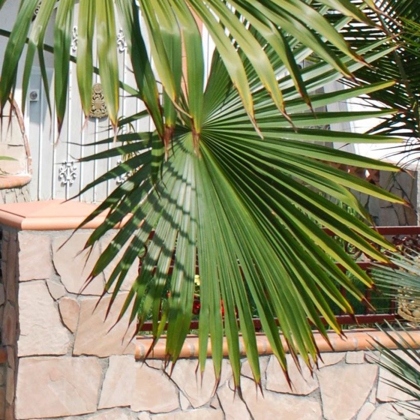 Trachycarpus latisectus - Palmier Windamere (Feuillage)