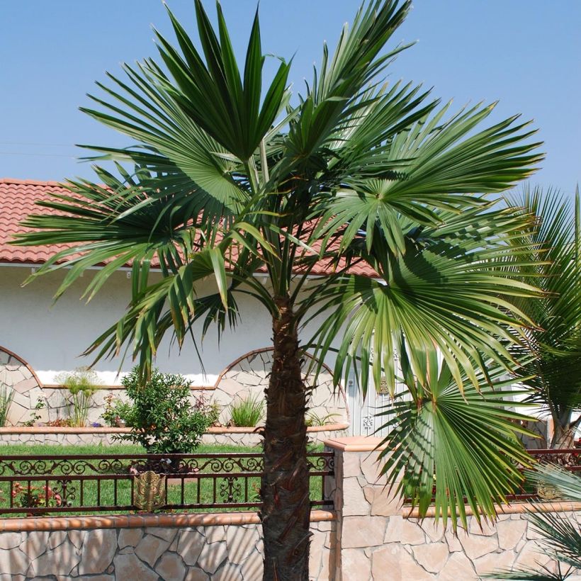 Trachycarpus latisectus - Palmier Windamere (Port)