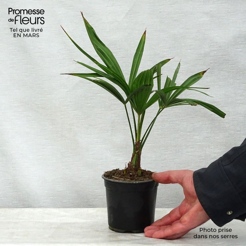 Spécimen de Trachycarpus latisectus - Palmier Windamere Pot de 12 cm tel que livré au printemps