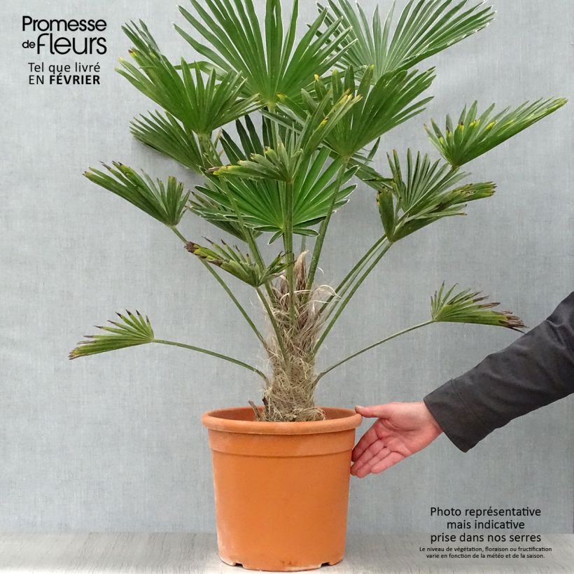 Spécimen de Trachycarpus wagnerianus - Palmier miniature tel que livré en hiver