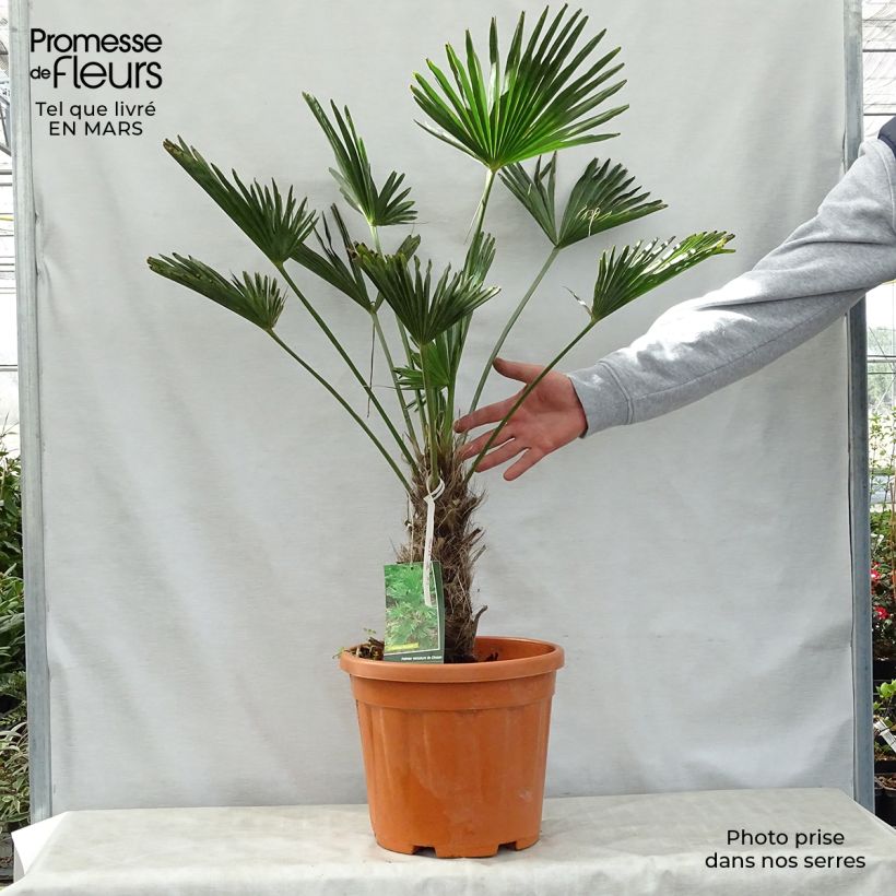 Spécimen de Trachycarpus wagnerianus - Palmier miniature pot de 14L tel que livré au printemps