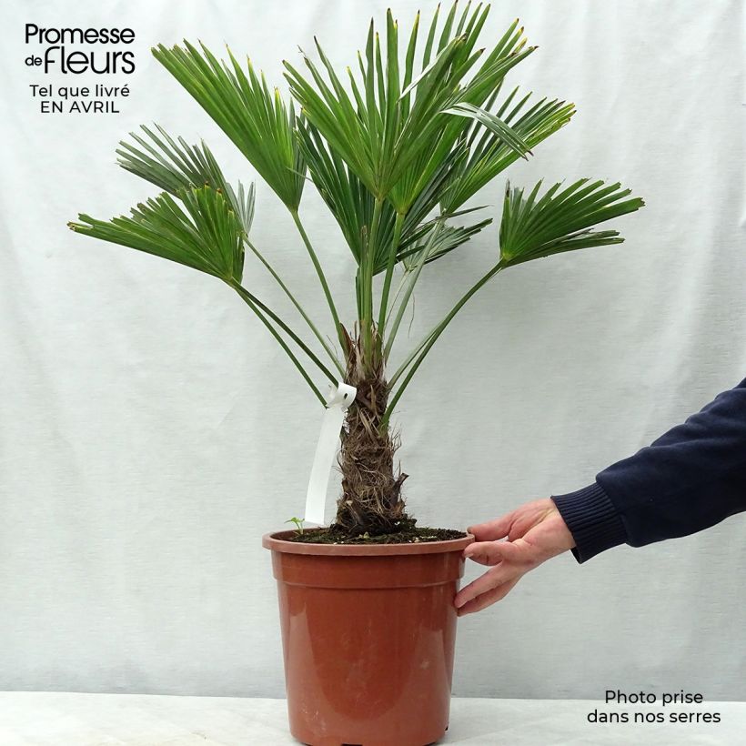 Spécimen de Trachycarpus wagnerianus - Palmier miniature pot de 7.5L/10L tel que livré au printemps
