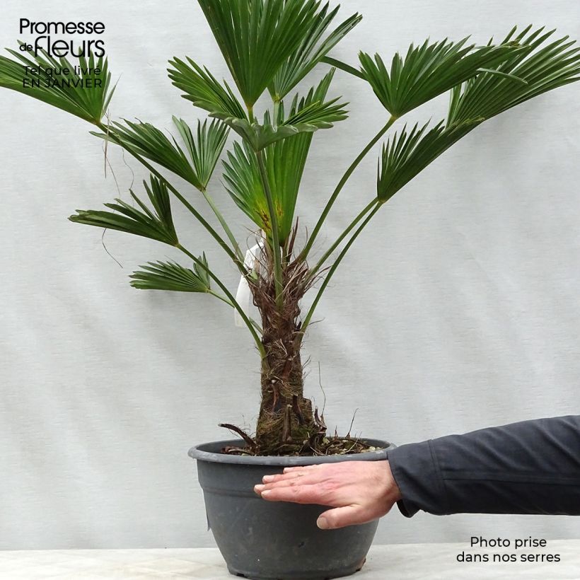 Spécimen de Trachycarpus wagnerianus - Palmier miniature tel que livré en hiver