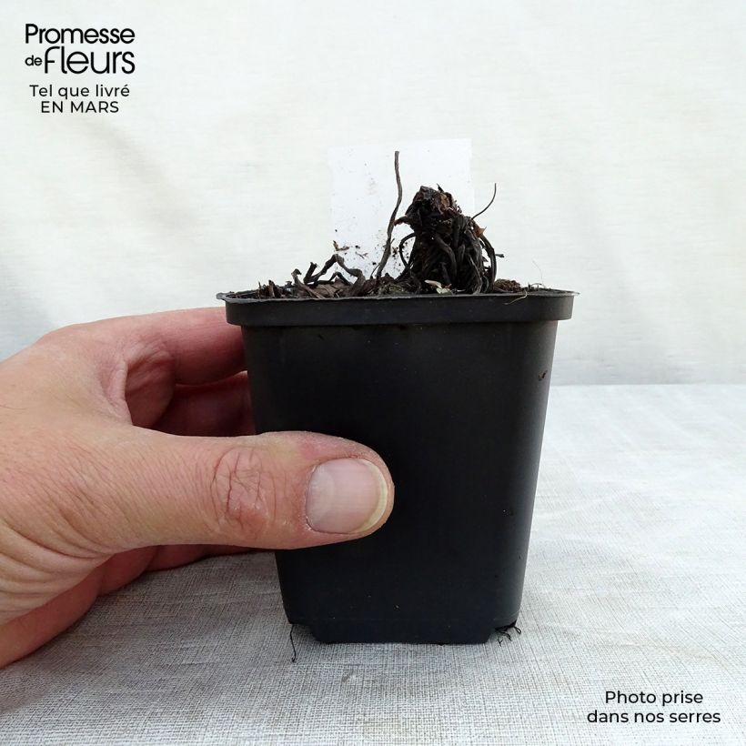 Spécimen de Trachystemon orientalis Godet de 9cm tel que livré au printemps