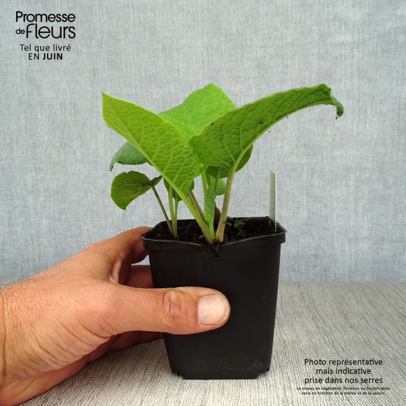 Spécimen de Trachystemon orientalis Godet de 8/9 cm tel que livré en été