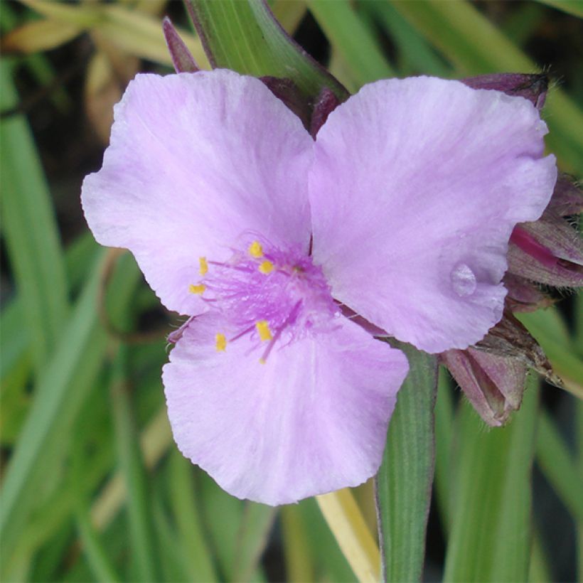 Ephémère de Virginie - Tradescantia Perrine's Pink (Floraison)