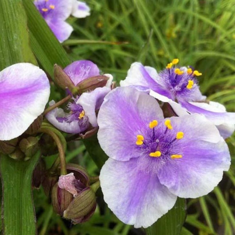 Ephémère de Virginie - Tradescantia andersoniana Bilberry Ice (Floraison)