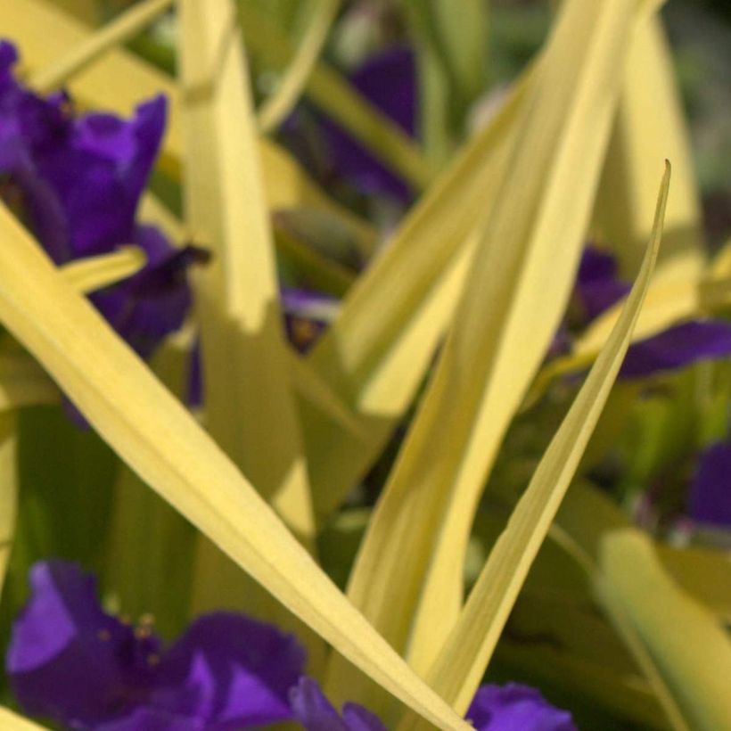 Ephémère de Virginie, Tradescantia andersoniana Blue and Gold (Feuillage)