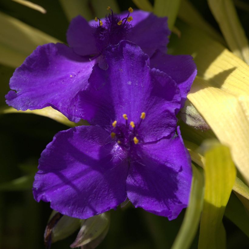 Ephémère de Virginie, Tradescantia andersoniana Blue and Gold (Floraison)