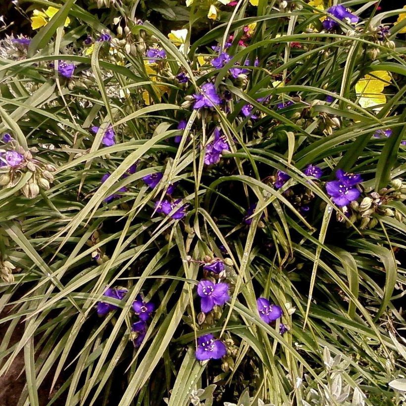 Ephémère de Virginie, Tradescantia andersoniana Isis (Port)