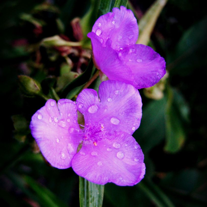 Ephémère de Virginie, Tradescantia andersoniana Karminglut (Floraison)