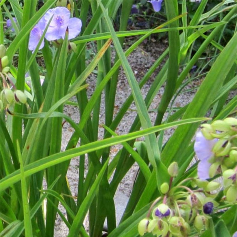 Ephémère de Virginie - Tradescantia andersoniana Little Doll (Feuillage)