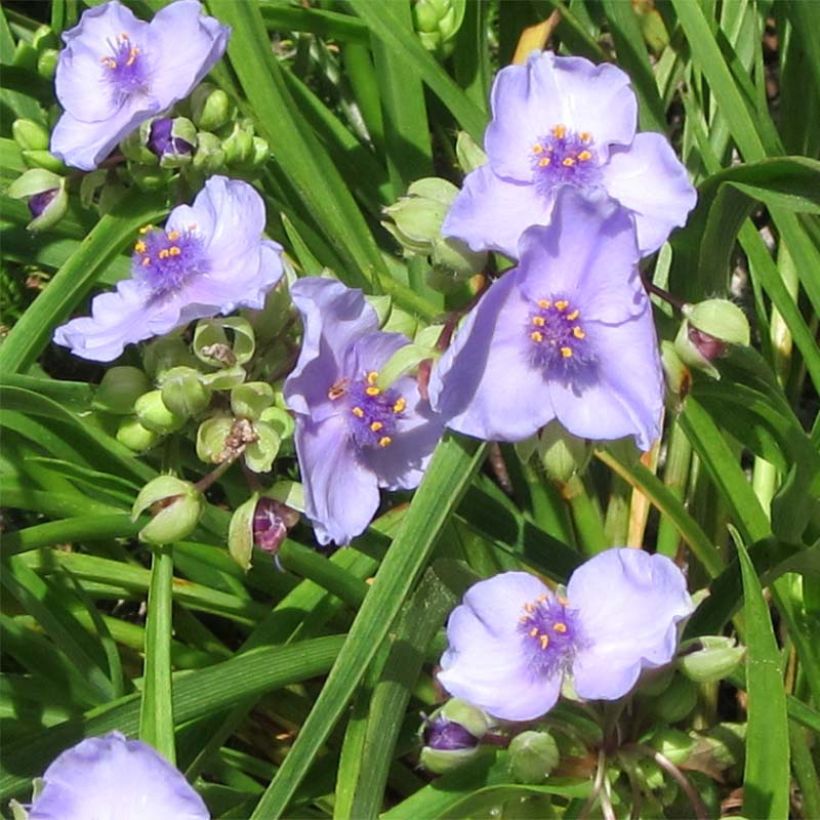 Ephémère de Virginie - Tradescantia andersoniana Little Doll (Floraison)