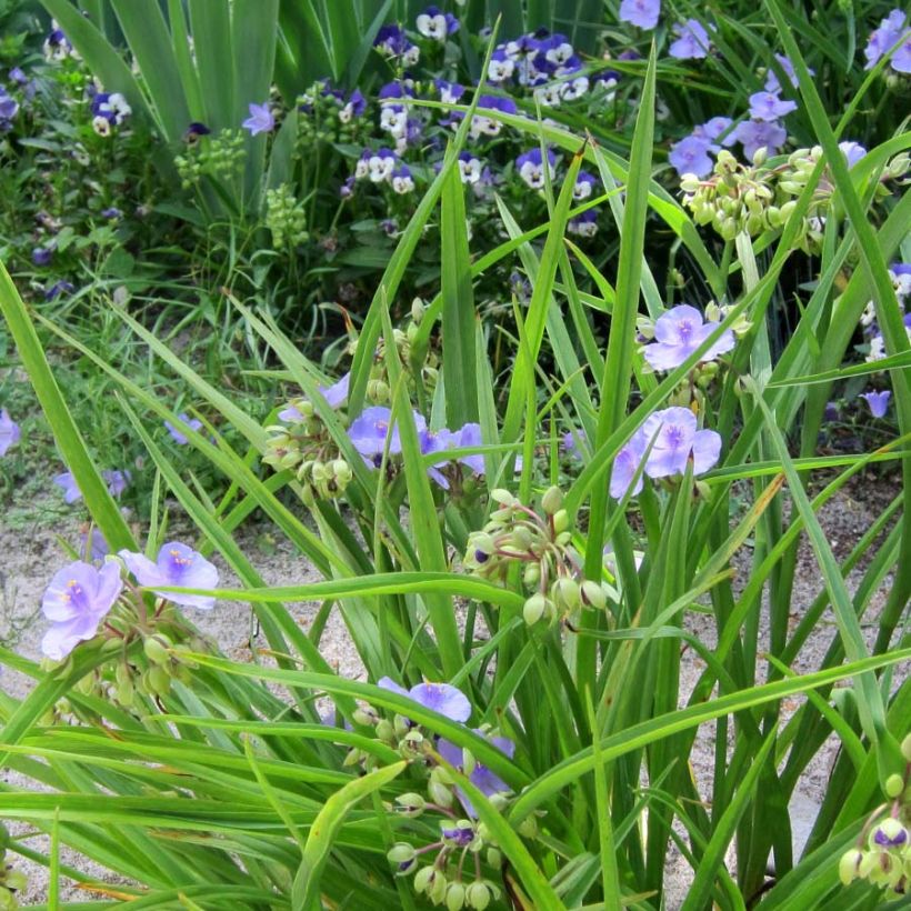 Ephémère de Virginie - Tradescantia andersoniana Little Doll (Port)