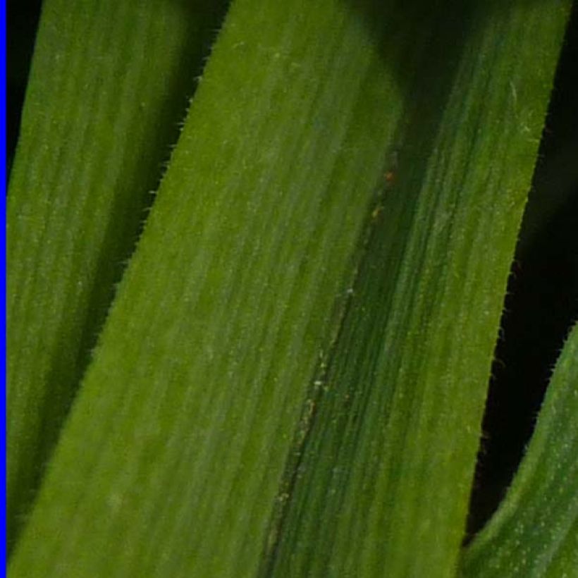 Ephémère de Virginie - Tradescantia andersoniana Osprey (Feuillage)