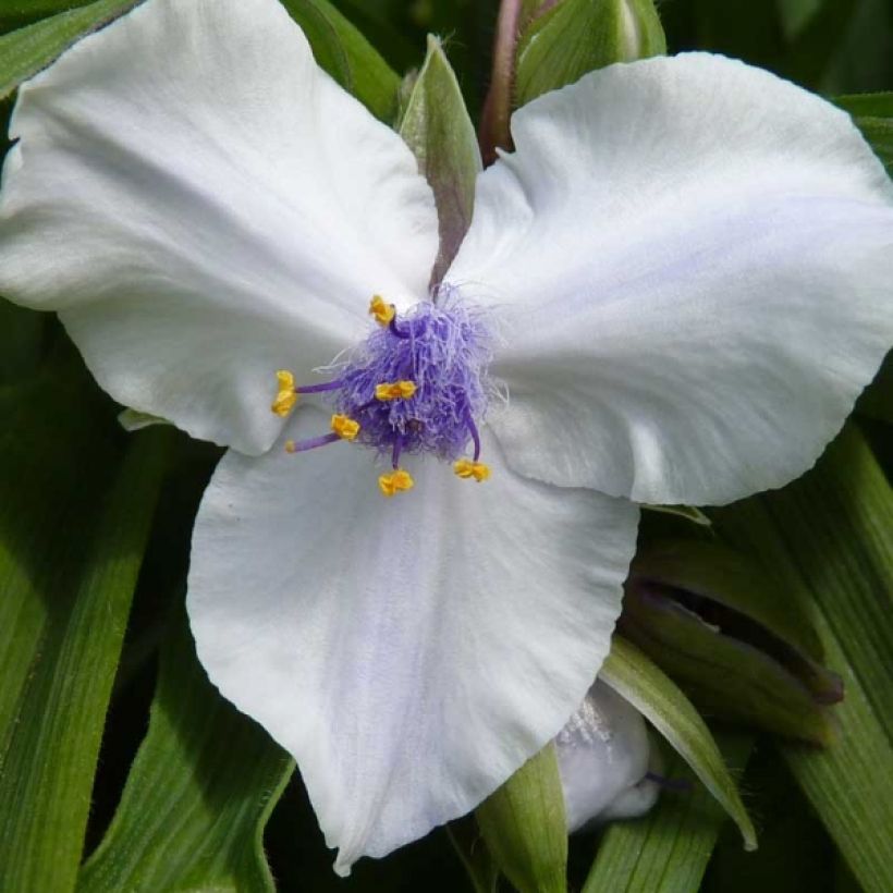 Ephémère de Virginie - Tradescantia andersoniana Osprey (Floraison)