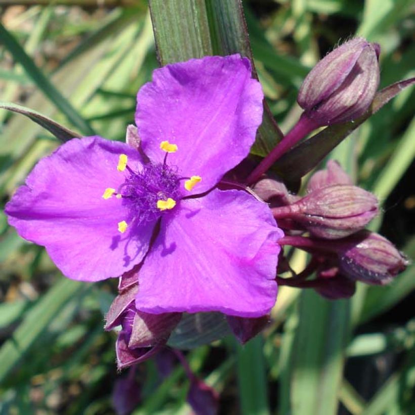 Ephémère de Virginie - Tradescantia andersonina Concord Grape (Floraison)