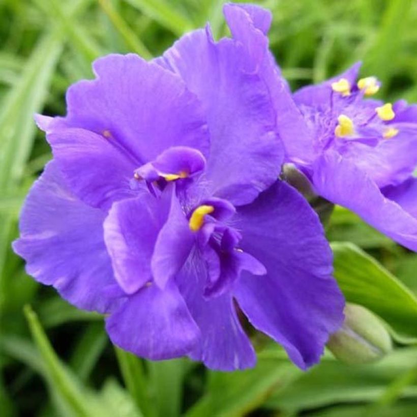 Ephémère de Virginie - Tradescantia virginiana Zwanenburg Blue (Floraison)