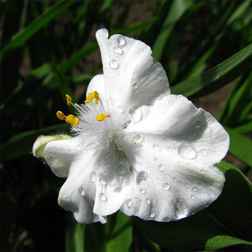 Ephémère de Virginie - Tradescantia x andersoniana Innocence  (Floraison)