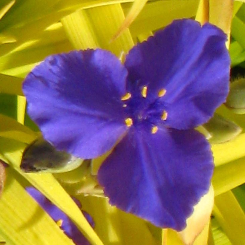 Éphémère de Virginie - Tradescantia andersoniana Sweet Kate (Floraison)