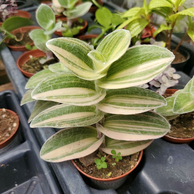 Tradescantia Brightness (Feuillage)
