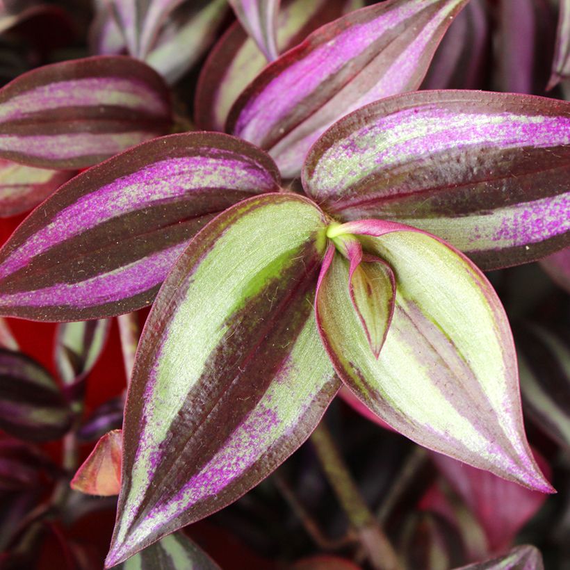 Tradescantia zebrina Pink Joy (Feuillage)