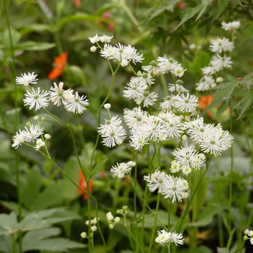 Trautvetteria caroliniensis (Floraison)