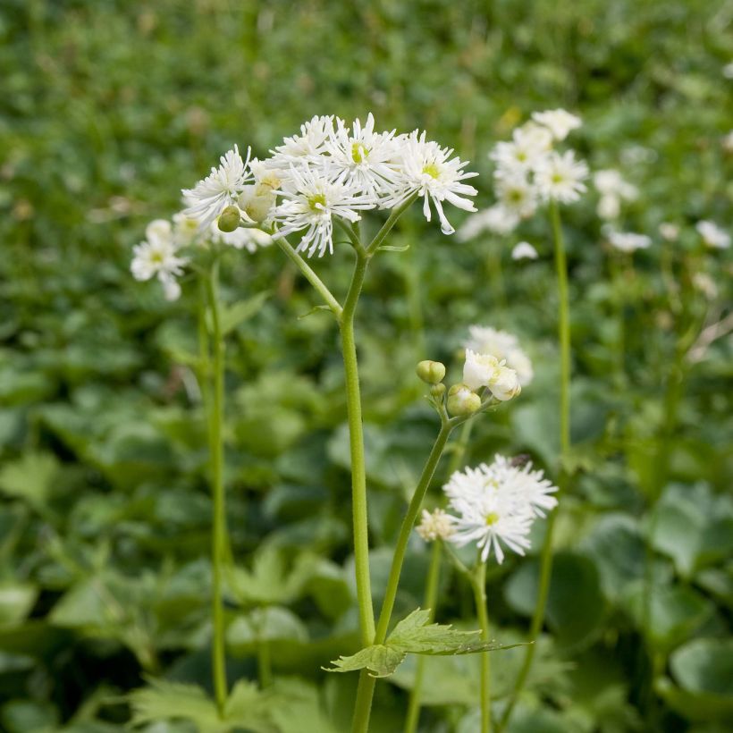 Trautvetteria caroliniensis (Port)