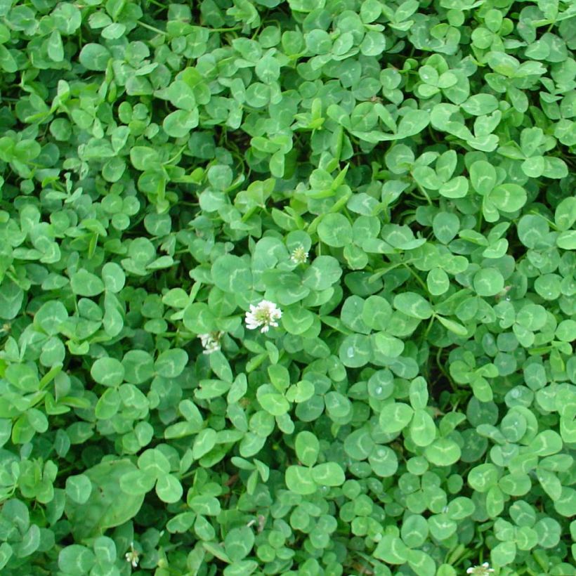 Trèfle blanc nain - Engrais vert (Feuillage)