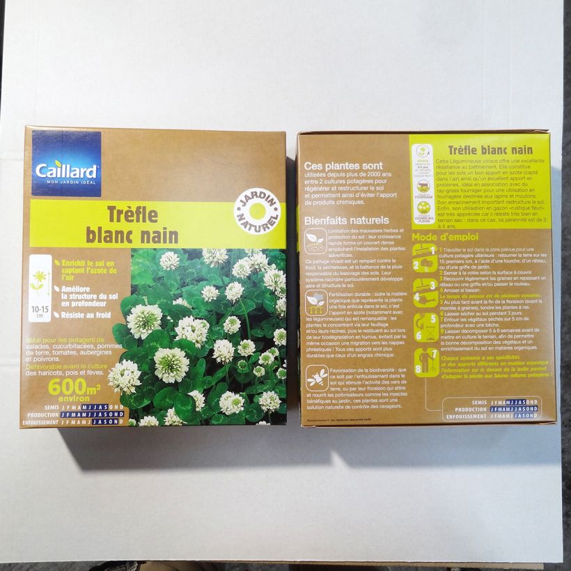 Exemple de spécimen de Trèfle blanc nain - Engrais vert - Boîte 600 m² tel que livré