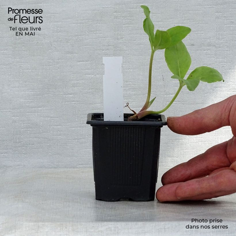 Spécimen de Trèfle d'eau - Menyanthes trifoliata Godet de 9cm tel que livré au printemps