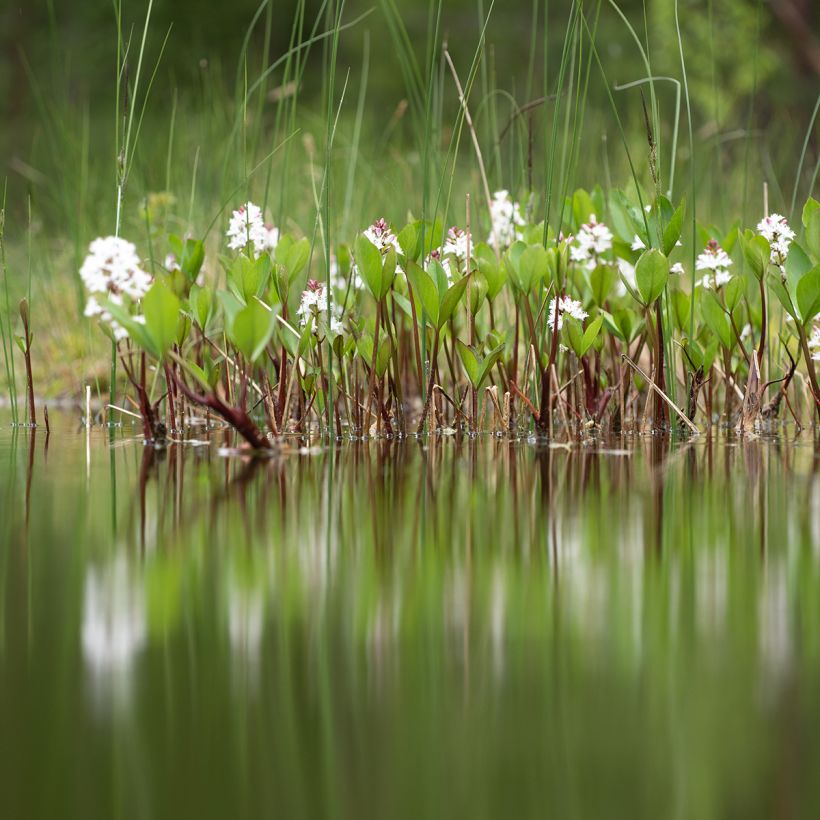 Trèfle d'eau - Menyanthes trifoliata (Port)