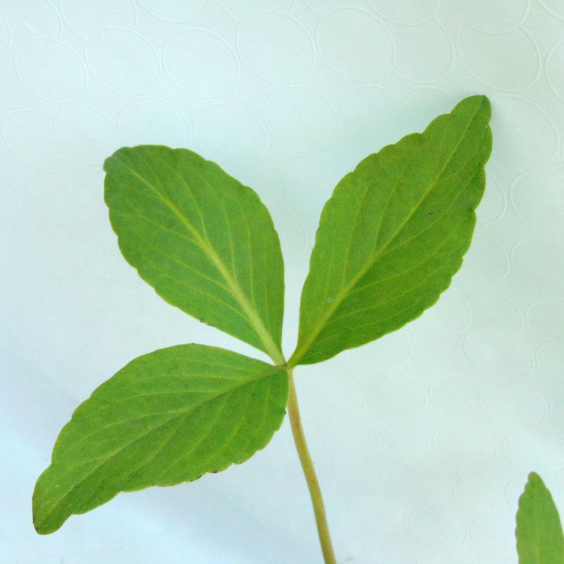 Trèfle d'eau - Menyanthes trifoliata (Feuillage)