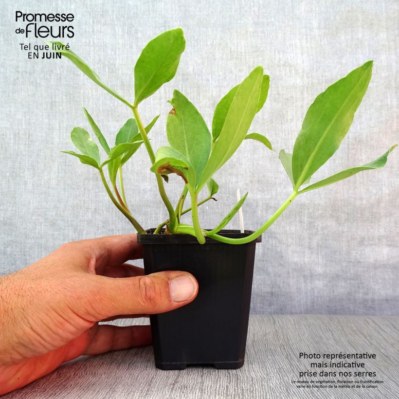 Spécimen de Trèfle d'eau - Menyanthes trifoliata Godet de 8/9 cm tel que livré en été