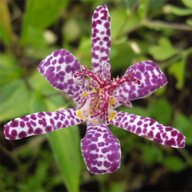 Lis orchidée panaché - Tricyrtis Imperial Banner  (Floraison)